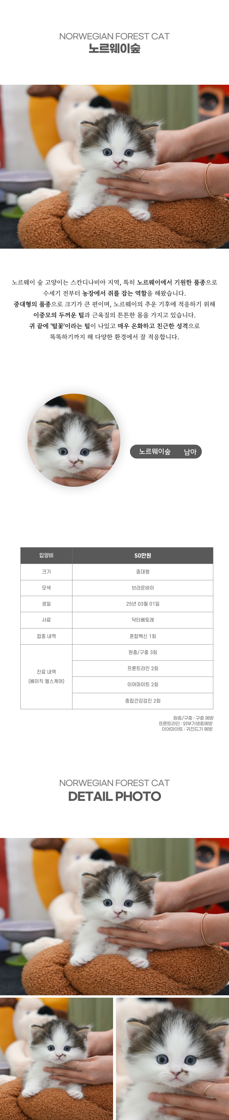 노르웨이숲_상세이미지_2